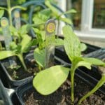 Personalised Sunflower Markers