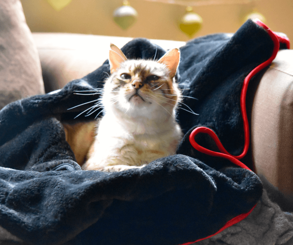Faux Fur Cat Wrap from Wrapsio Animal Wraps